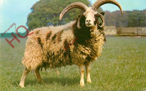 Picture postcard sheep - picture, postcard>>sheep,
