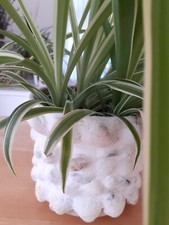 Shell Covered Plant Pot