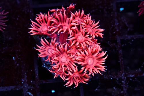 Red aussie goniopora wysiwyg - goniopora,