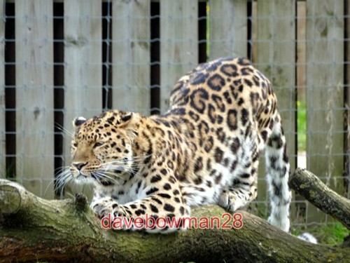 Photo amur leopard at - amur,