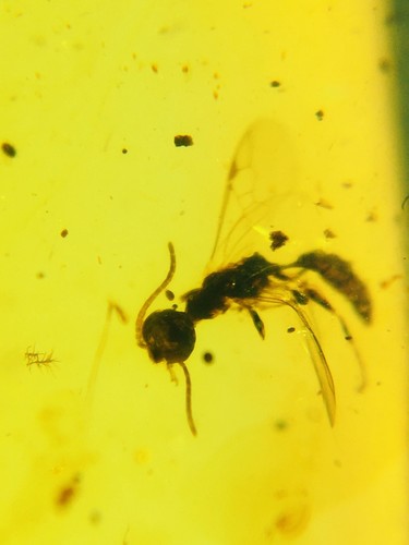 Burmese burmite cretaceous - burmese,