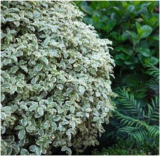 Pittosporum 'Tenuifolium