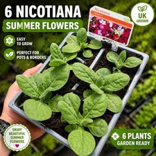 6 Nicotiana Bedding Plants -
