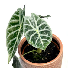Alocasia 'Watsoniana