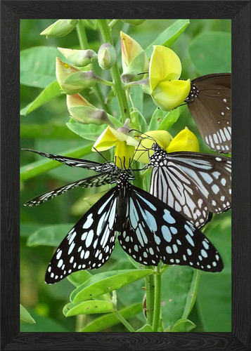 The butterfly garden - the,