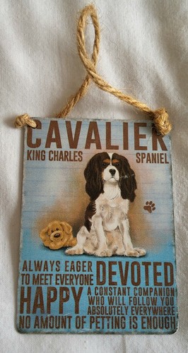 Cavalier king charles - cavalier,