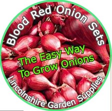 Autumn Planting Onion Sets