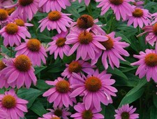 Echinacea purpurea pow wow - 'purpurea',