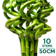 50cm lucky bamboo 10 spiral - -,