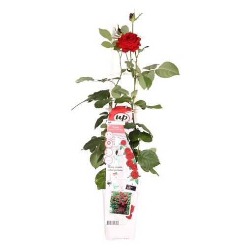 Rosa crazy love red 15cm - red,