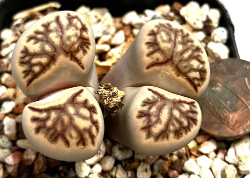 Mesemb plant lithops julii - -,