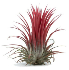 Air plant - IONANTHA RUBRA - Red Tillandsia - easy care house airplant