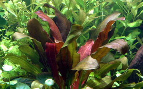Amazon sword tropical - amazon,
