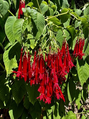 Fuchsia boliviana 9cm potted - fuchsia,