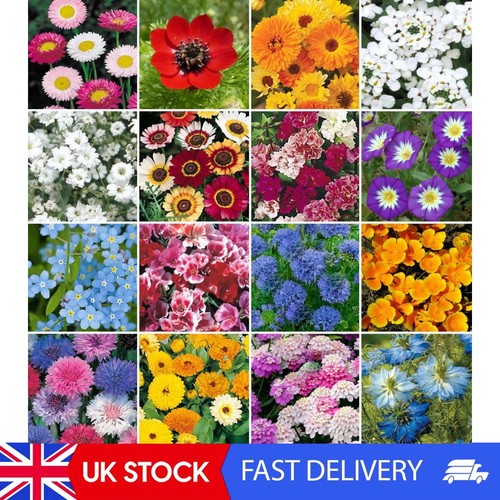 Wild flower seed - , no
