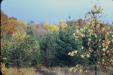 RED BORDER SLIDE Fall forest