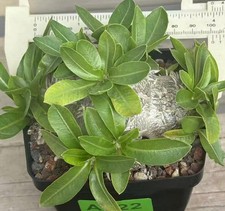 YellowFlowers Rare Cacti Pachypodium brevicaule WYSIWYG Garden Boutique Decor