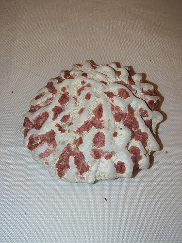 Brain coral specimen 4 - brain,