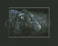 Aberdeen Angus bull/ cattle