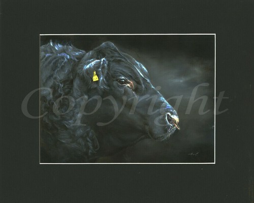 Aberdeen angus bull cattle - bull/,