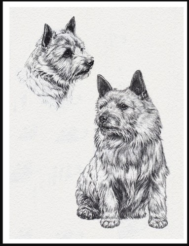 Norwich terrier lovely dog - norwich,