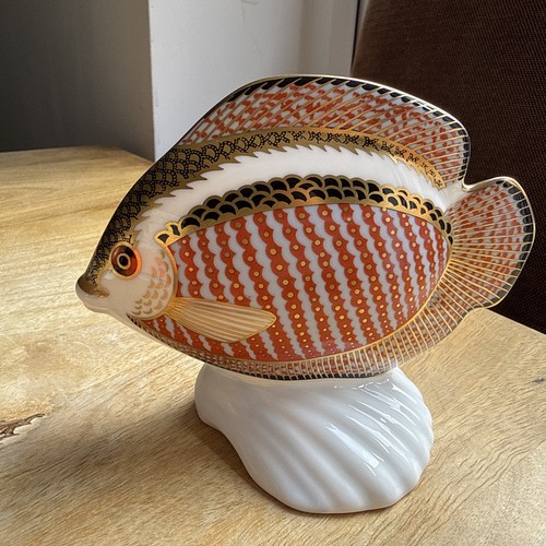 Royal crown derby gourami - royal,