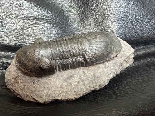 Fossil trilobite paralejurus - paralejurus,