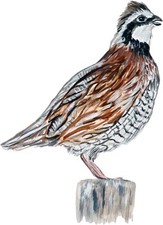 Northern Bobwhite Quail