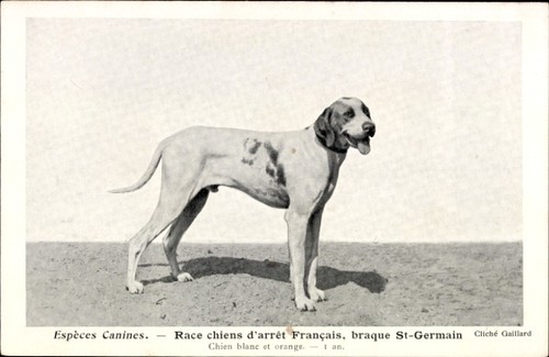 Cpa espèces canines - canines,, race