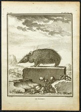 1764 - Tenrec or Tanrec -