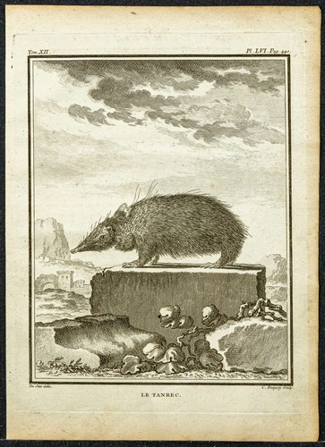 1764 tenrec tanrec - or,