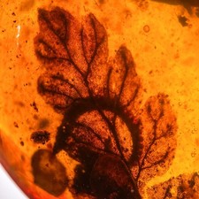 Stunning leaf inclusion - stunning,