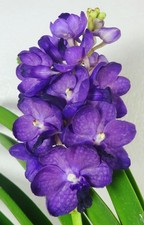 Vandachostylis Bangsai Star