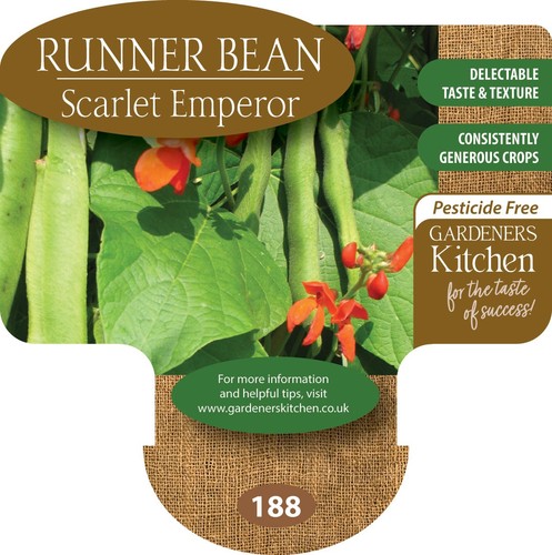 Runner bean plants - plants,