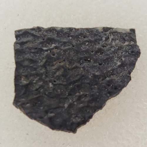 Hadrosaur egg shell - shell, fossil