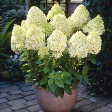 Hydrangea Plants, Limelight