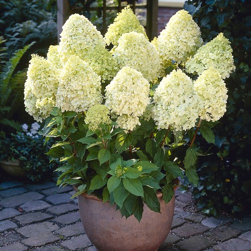 Hydrangea plants limelight - hydrangea,