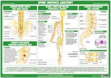 Spine Anatomy Poster  |