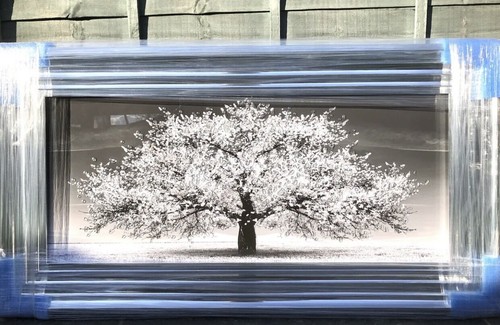 Blossom tree picture - tree, silver