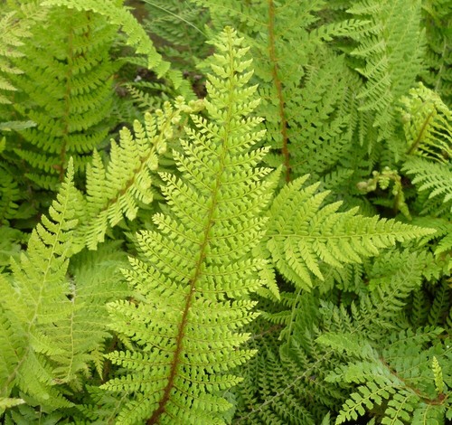 Polystichum setiferum soft - polystichum,
