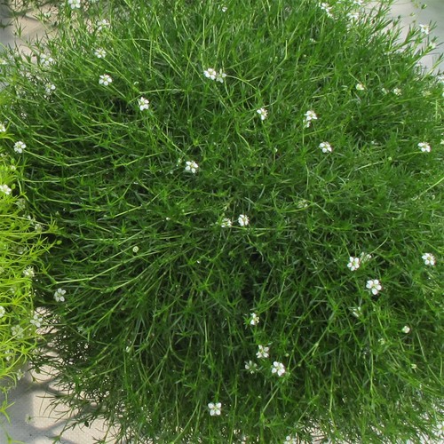 Sagina green irish moss - sagina,