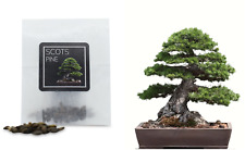 30 Scots Pine Bonsai Seeds | Grow Your Own Bonsai Tree | Bonsai Beginners Gift