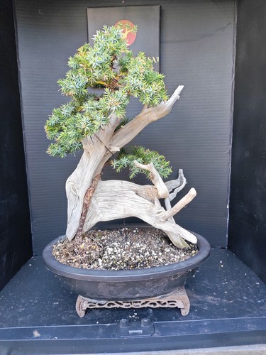 Tanuki needle juniper bonsai - )tanuki,
