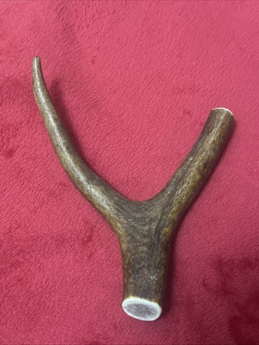 One piece deer antler y - of,