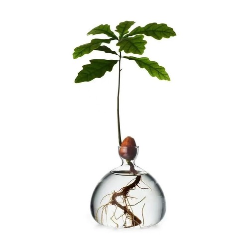 Acorn vase seed - acorn,