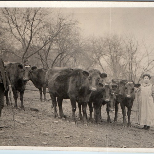 C1910s farm family cattle herd - family,