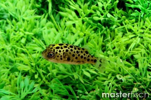 Pack leopard puffer - puffer, 1”
