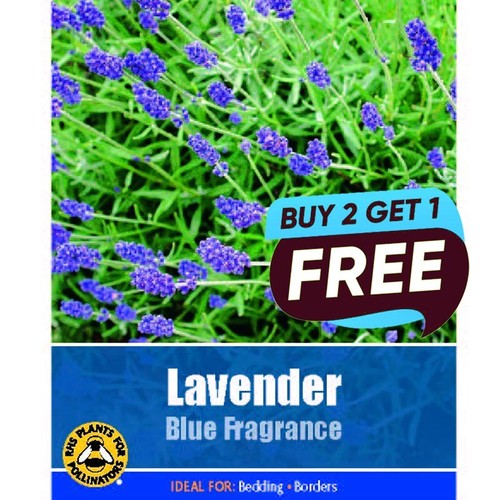 Lavender blue fragrance seeds - lavender,