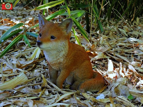 Sitting fox cub ultra - sitting, cub.