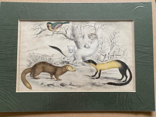 C1810 thomas landseer - thomas,